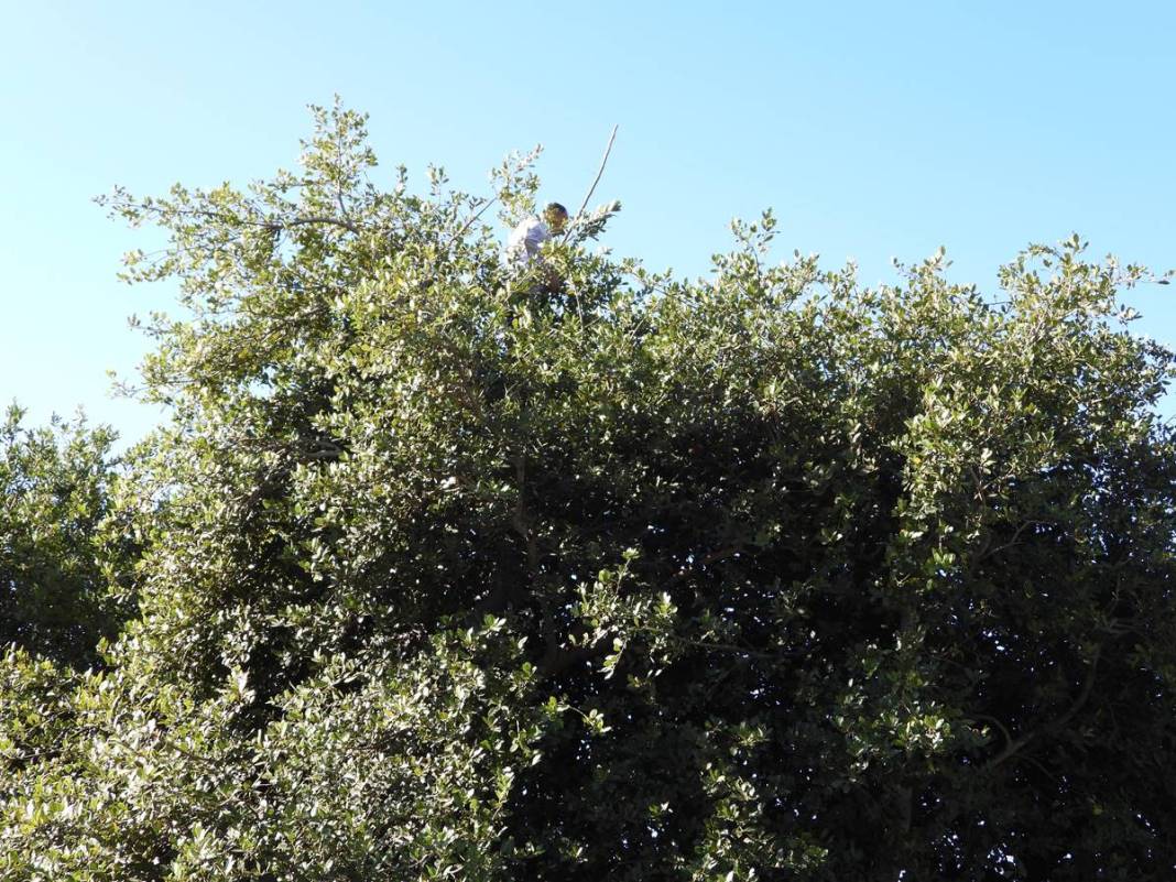 Dalında 7 lira, fabrikadan çıkınca 1500 lira! Dünyaya ihraç ediyorlar, bir köy böyle zengin oldu 6